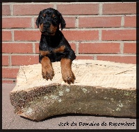 Jock du Domaine de Rupembert