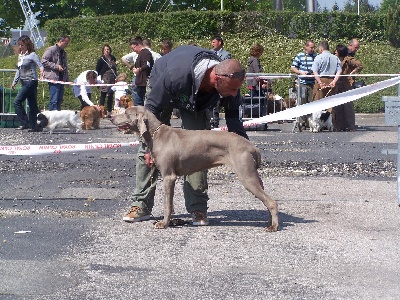 AMIENS - CACS - CACIB - DIMANCHE 1 MAI 2011